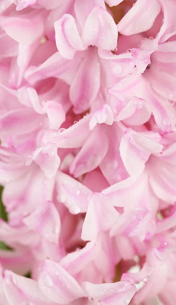 Beautiful hyacinth background — Stock Photo, Image