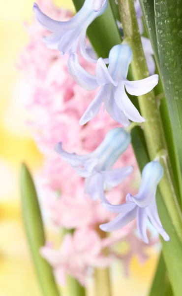 Beautiful hyacinths, on bright background — Stock Photo, Image