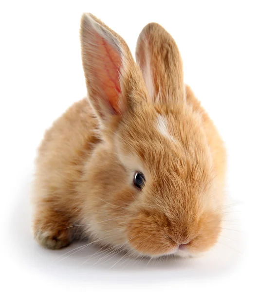 Fluffy foxy rabbit isolated on white — Stock Photo, Image