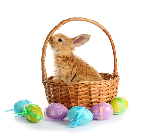Pluizig foxy konijn in de mand met Pasen eieren geïsoleerd op wit — Stockfoto