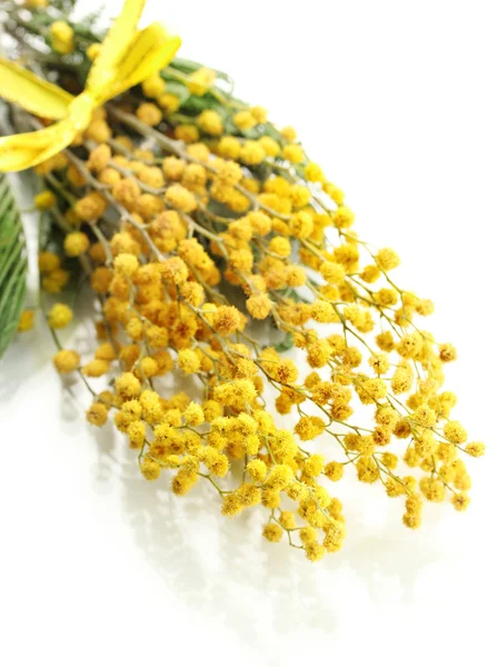 Ramitas de flores de mimosa, aisladas sobre blanco — Foto de Stock