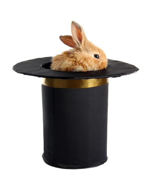 Fluffiga foxy kanin i svart cylinder isolerad på vit Stockfoto
