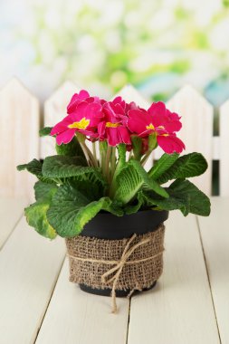 güzel pembe çuha çiçeği saksı, yeşil zemin üzerine ahşap tablo