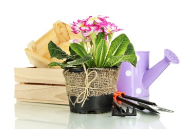 güzel pembe primula Çiçeklik ve üzerinde beyaz izole Bahçe aletleri