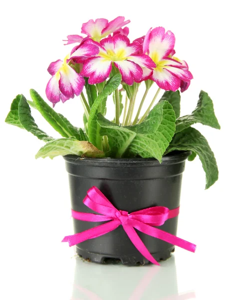 Beautiful pink primula in flowerpot, isolated on white — Stock Photo, Image