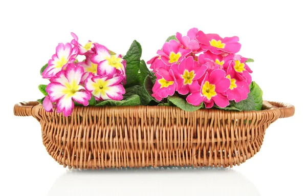 Beautiful pink primulas in basket, isolated on white — Stock Photo, Image