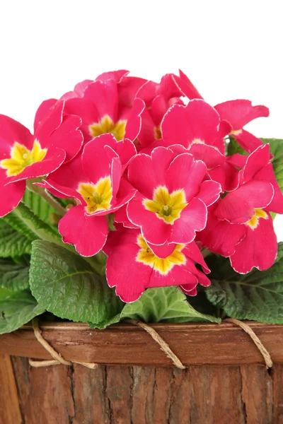 Beautiful pink primula in wooden basket, isolated on white — Stock Photo, Image