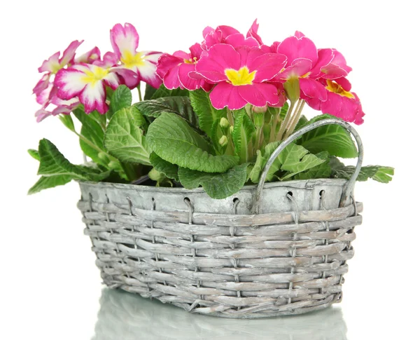 Beautiful pink primulas in basket, isolated on white — Stock Photo, Image