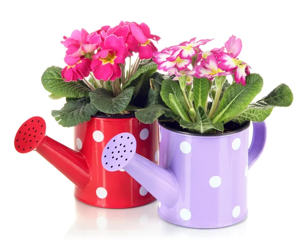 Beautiful pink primulas in watering cans, isolated on white — Stock Photo, Image