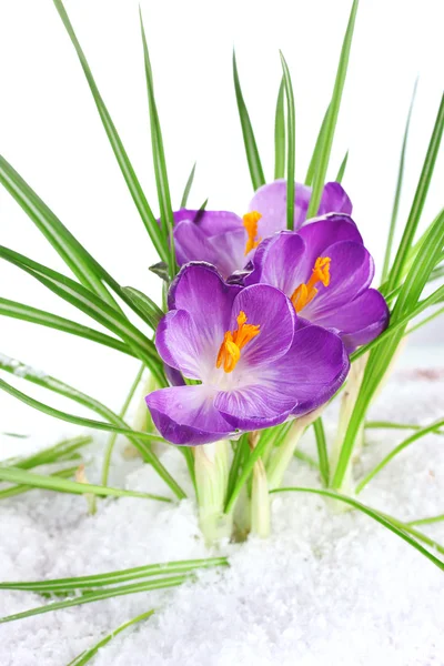 Gyönyörű lila krókuszok, a hó, közelről — Stock Fotó