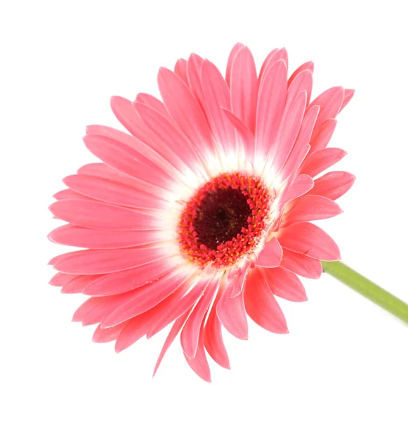 Krásný gerber květina izolované na bílém — Stock fotografie