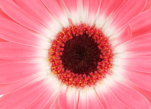 Bela flor Gerber close-up — Fotografia de Stock