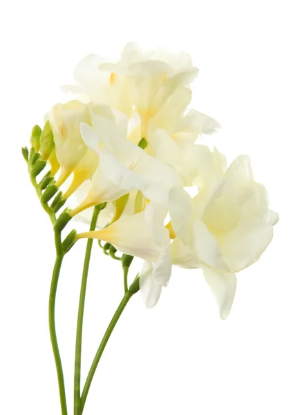 Beau bouquet de freesias, isolé sur blanc — Photo