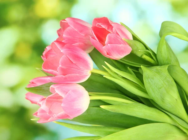Tulipani rosa su sfondo brillante — Foto Stock