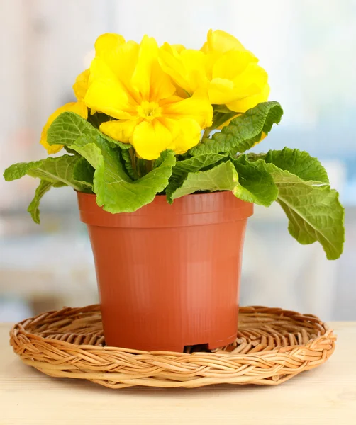 木製の窓枠に植木鉢で美しい黄色プリムラ — ストック写真
