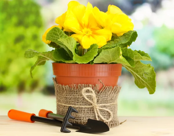 Schöne gelbe Primeln im Blumentopf auf Holztisch auf grünem Hintergrund — Stockfoto