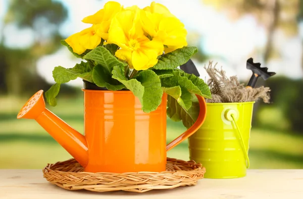 Beautiful yellow primula in watering can on wooden table on green background — Stock Photo, Image