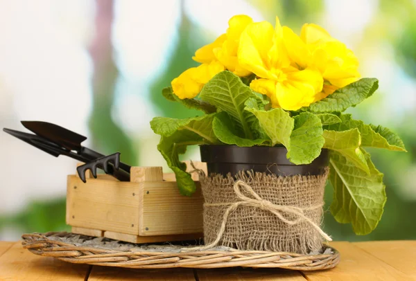 Mooie gele primula in bloempot op houten tafel op groene achtergrond — Stockfoto