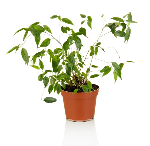 Ficus benjamin im Blumentopf, isoliert auf weiß — Stockfoto