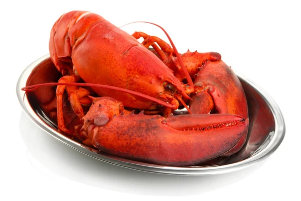 Red lobster on tray, isolated on white — Stock Photo, Image