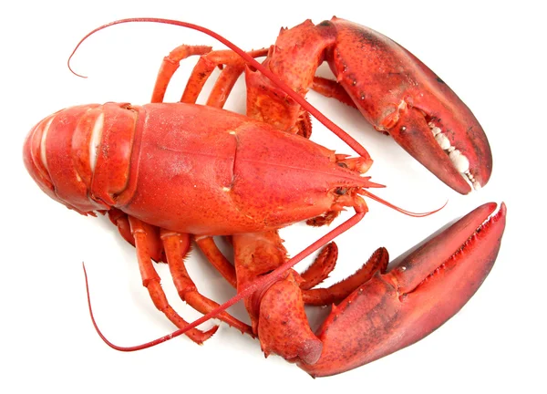 Red lobster isolated on white — Stock Photo, Image