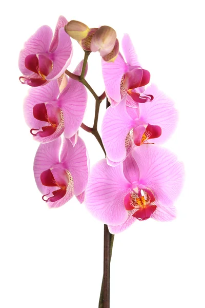 Beyaz izole yumuşak güzel orkide — Stok fotoğraf