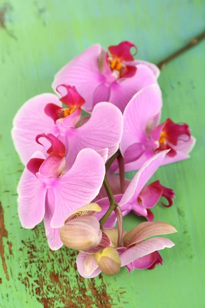 Gentle beautiful orchid on wooden table close-up — Stock Photo, Image