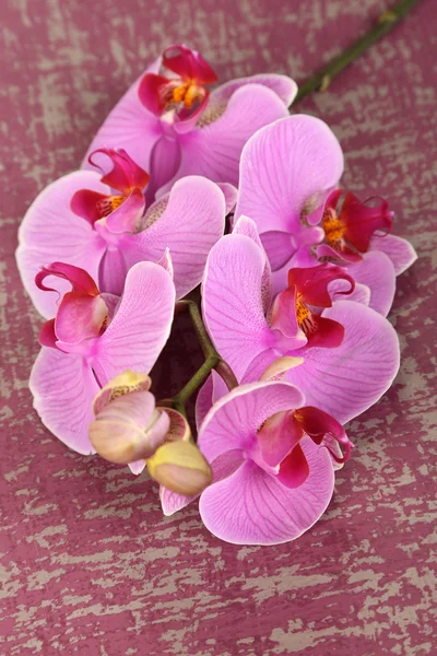 Gentle beautiful orchid on wooden table close-up — Stock Photo, Image