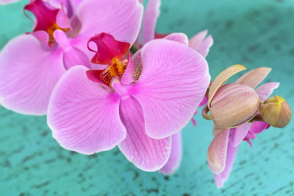 Ніжна красива орхідея на дерев'яному столі крупним планом — стокове фото