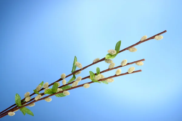 Pussy willow twijgen op blauwe achtergrond — Stockfoto