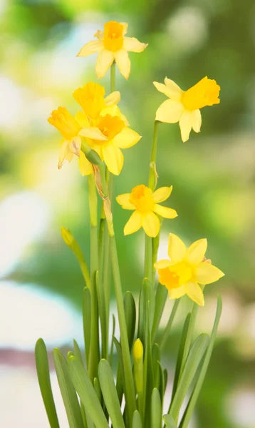 Bellissimi narcisi gialli su sfondo verde — Foto Stock