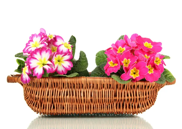 Beautiful pink primulas in basket, isolated on white — Stock Photo, Image