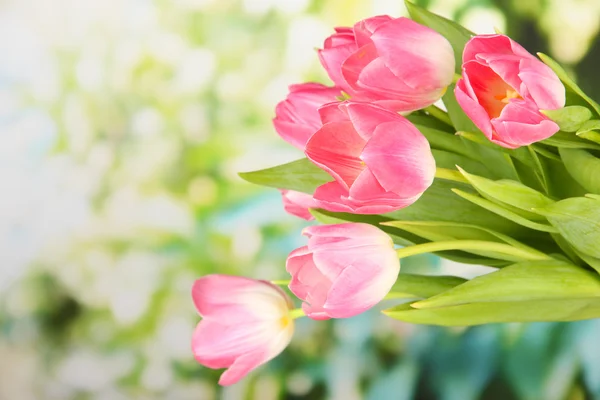 Tulipani rosa su sfondo brillante — Foto Stock
