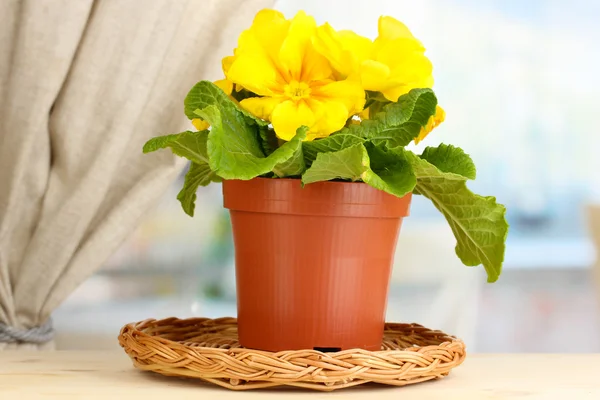 Bella primula gialla in vaso da fiori sul davanzale della finestra in legno — Foto Stock