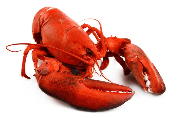 Red lobster isolated on white — Stock Photo, Image