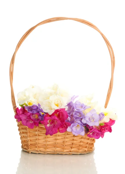 Beautiful bouquet of freesias in basket, isolated on white — Stock Photo, Image