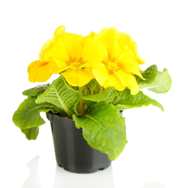 Güzel sarı çuha çiçeği üzerinde beyaz izole saksı — Stok fotoğraf