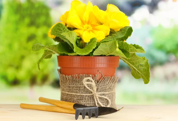 Mooie gele primula in bloempot op houten tafel op groene achtergrond — Stockfoto