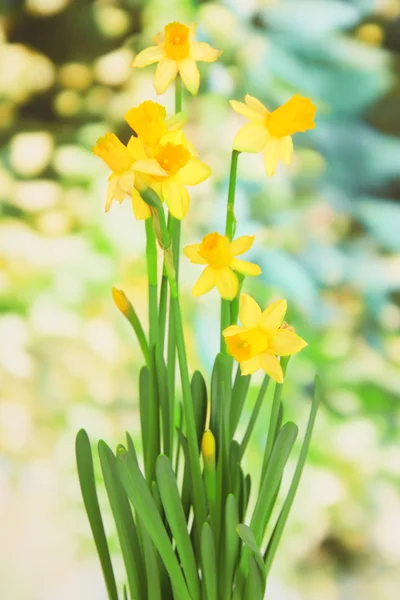 Belos narcisos amarelos no fundo verde — Fotografia de Stock