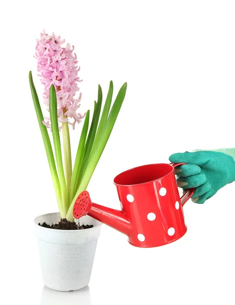 Beautiful hyacinth in flowerpot and gardener's hand (conceptual photo flower care), isolated on white — Stock Photo, Image