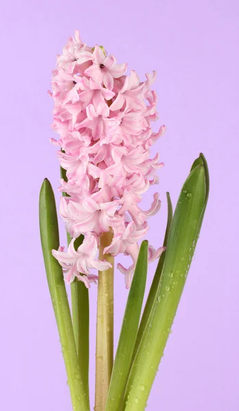 Beautiful hyacinth, on color background — Stock Photo, Image