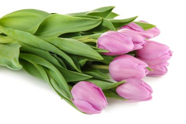 güzel beyaz izole mor Lale buketi