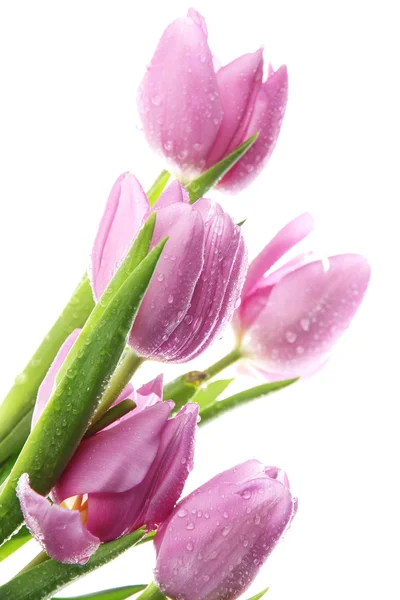 Beau bouquet de tulipes violettes, isolé sur blanc — Photo