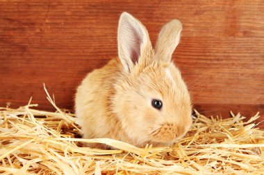 Fluffy foxy rabbit in a haystack on wooden background clipart