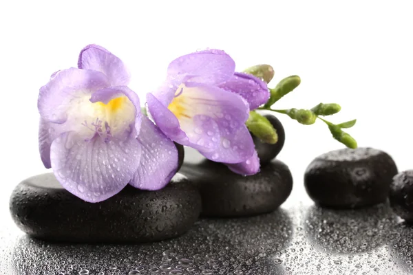 Spa stenen en paarse bloem, geïsoleerd op wit — Stockfoto