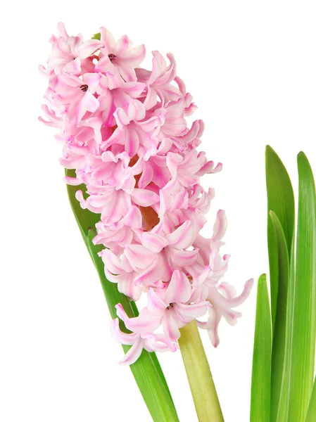 Krásná Hyacint, izolované na bílém — Stock fotografie