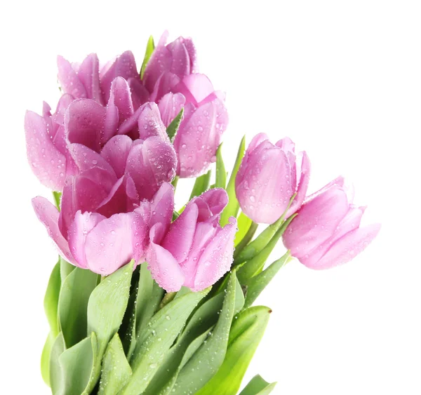 束美丽的紫色郁金香，孤立在白色 — 图库照片