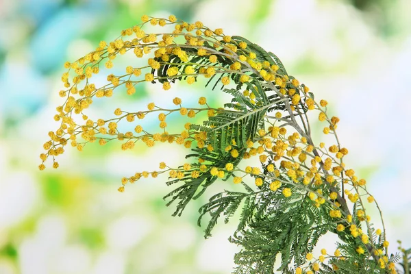 Twijgen van mimosa bloemen, op natuurlijke achtergrond — Stockfoto