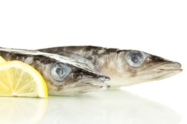 balıkların üzerine beyaz izole