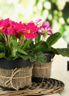 saksıları, yeşil zemin üzerine ahşap tablo içinde güzel pembe primulas